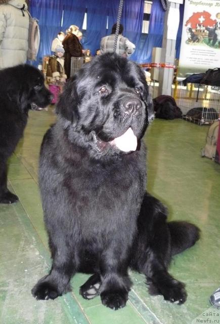 Фото: ньюфаундленд Pchiolkin Dom Veniamin (Пчёлкин Дом Вениамин)