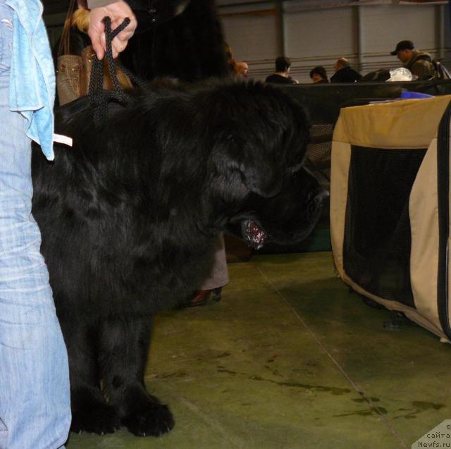 Фото: ньюфаундленд Pchiolkin Dom Veniamin (Пчёлкин Дом Вениамин)