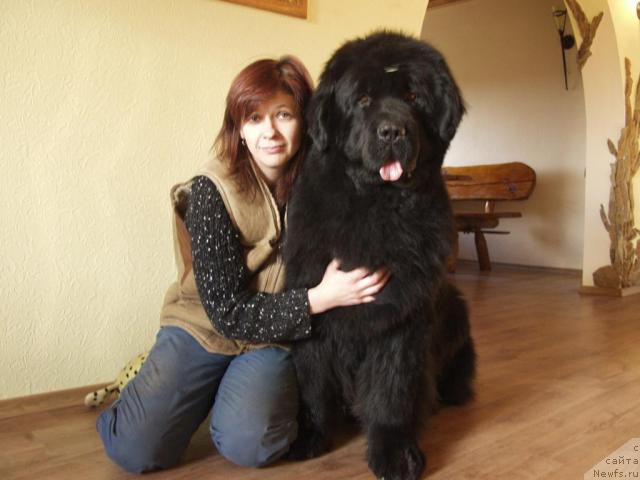 Фото: ньюфаундленд Volat Vialiki Miadzvedz (Волат Вялiкi Мядзведзь), Oksana Mazur (Оксана Мазур)