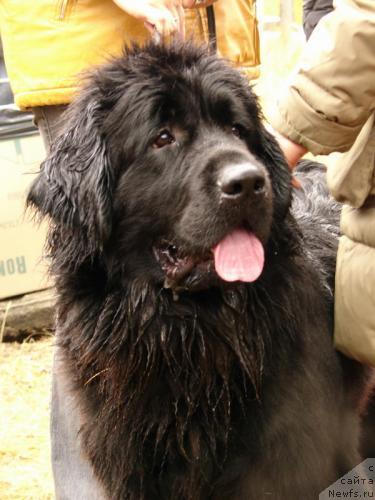 Фото: ньюфаундленд Taffi Milaya Bestiya (Таффи Милая Бестия)