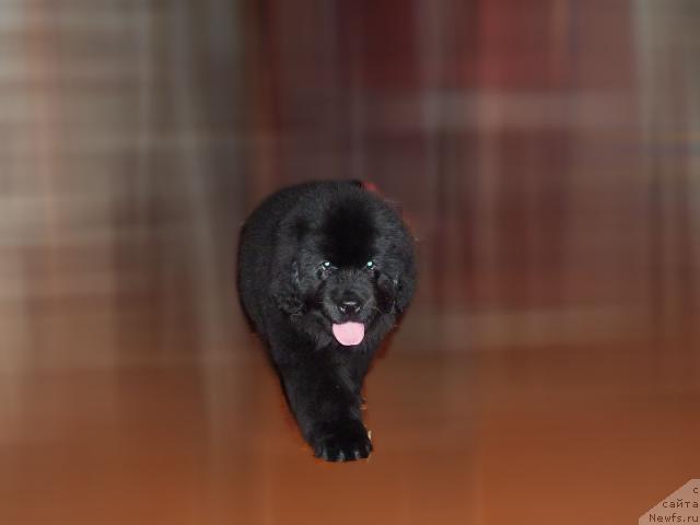 Фото: ньюфаундленд Ariyka Dushistaya Fialka (Арийка Душистая Фиалка)