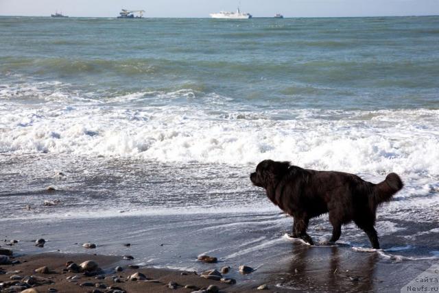 Фото: ньюфаундленд Potap Fidel' (Потап Фидель)