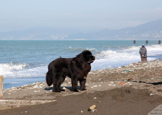Фото: ньюфаундленд Potap Fidel' (Потап Фидель)