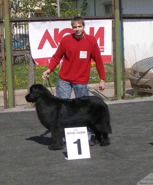 Фото: ньюфаундленд Lesnaya Skazka Roza CHernaya (Лесная Сказка Роза Черная), Maksim Kanunnikov (Максим Канунников)