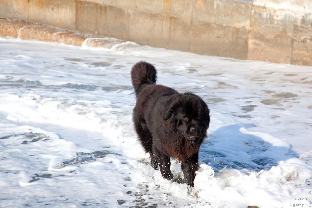 Фото: ньюфаундленд Potap Fidel' (Потап Фидель)