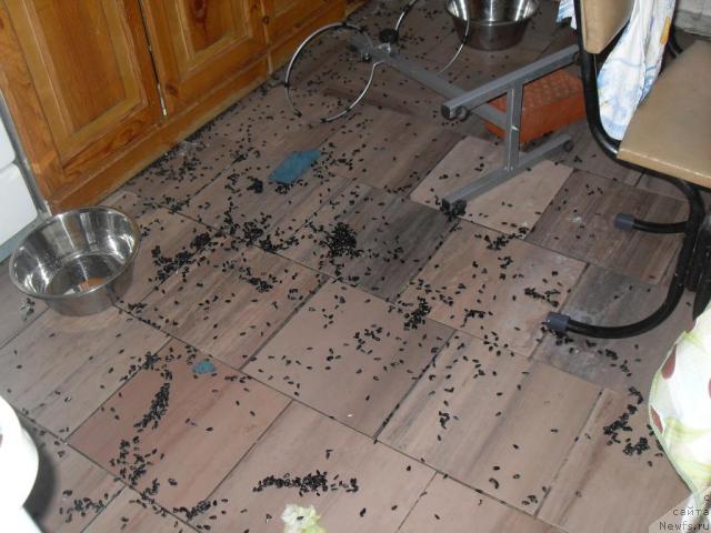 Фотография № 37973