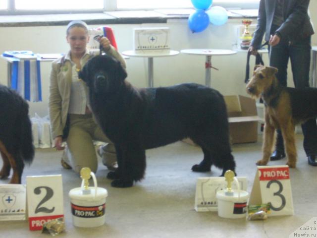 Фото: ньюфаундленд Aquatoriya Kelvin Golden Spirit (Акватория Келвин Голден Спирит), Mariya SHatilova (Мария Шатилова)