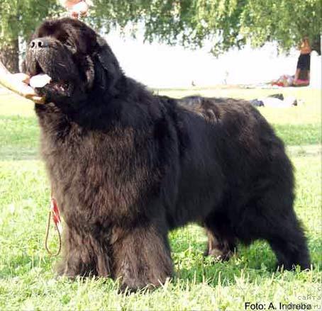 Фото: ньюфаундленд Bjornebandens Icebreaker