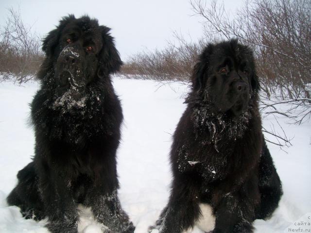 Фото: ньюфаундленд Gloriya Grand Blek (Глория Гранд Блек), ньюфаундленд Fortuna of Giant's Island