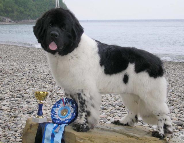 Фото: ньюфаундленд Super Bizon Argo (Супер Бизон Арго)