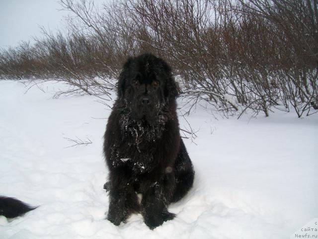 Фото: ньюфаундленд Fortuna of Giant's Island