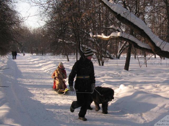 Фото: ньюфаундленд Dyurbahler Klab Al'faretta Vin'etta (Дюрбахлер Клаб Альфаретта Виньетта), Настя, Anna Petrushkina (Анна Петрушкина), Лиса