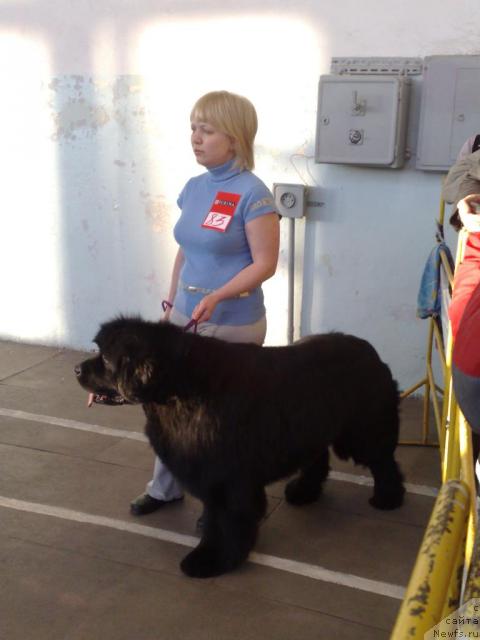 Фото: ньюфаундленд King of Helluland Good Friend, Elena Gorbunova (Елена Горбунова)