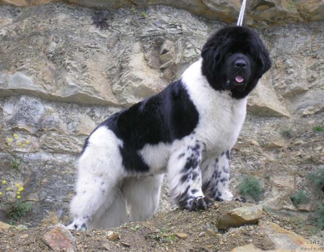 Фото: ньюфаундленд Super Bizon Argo (Супер Бизон Арго)