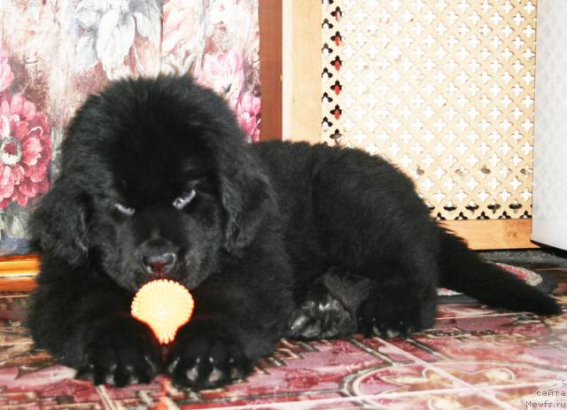 Фото: ньюфаундленд Beguschaya po Volnam Sun in My Hand (Бегущая по Волнам Сун ин Му Ханд)