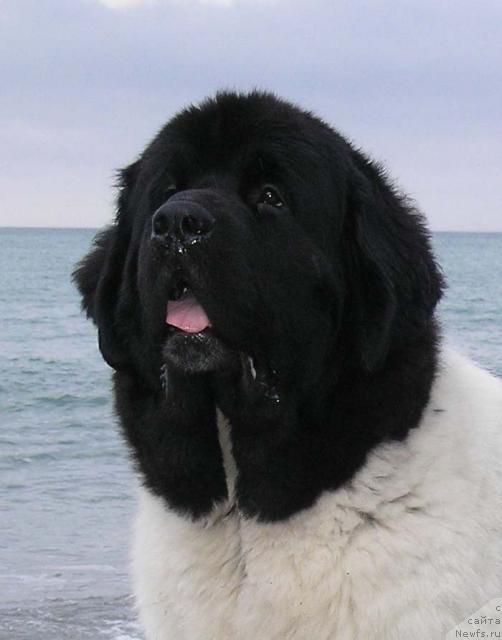 Фото: ньюфаундленд Super Bizon Argo (Супер Бизон Арго)