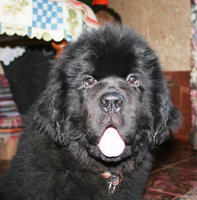 Фото: ньюфаундленд Beguschaya po Volnam Sun in My Hand (Бегущая по Волнам Сун ин Му Ханд)