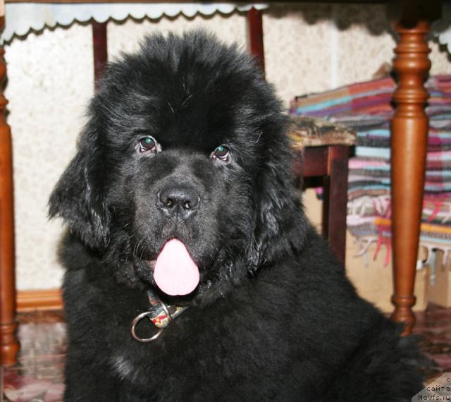 Фото: ньюфаундленд Beguschaya po Volnam Sun in My Hand (Бегущая по Волнам Сун ин Му Ханд)