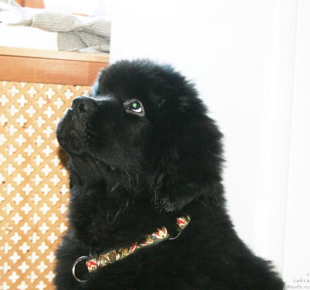 Фото: ньюфаундленд Beguschaya po Volnam Sun in My Hand (Бегущая по Волнам Сун ин Му Ханд)