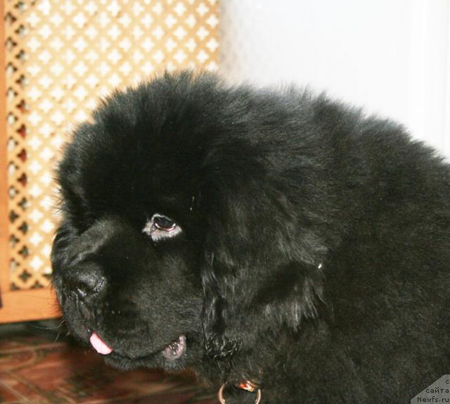 Фото: ньюфаундленд Beguschaya po Volnam Sun in My Hand (Бегущая по Волнам Сун ин Му Ханд)