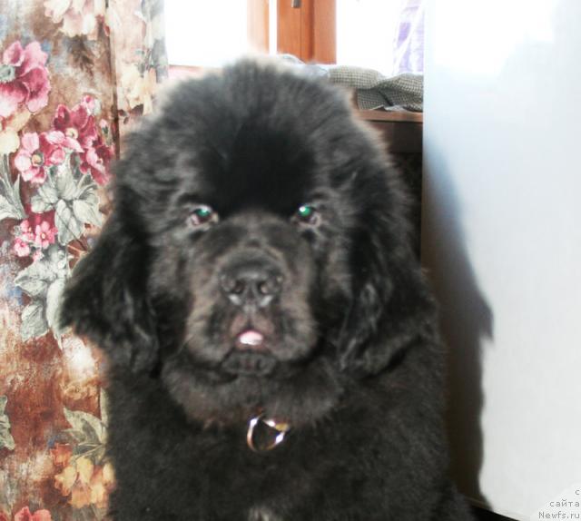 Фото: ньюфаундленд Beguschaya po Volnam Sun in My Hand (Бегущая по Волнам Сун ин Му Ханд)