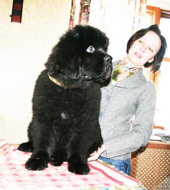 Фото: ньюфаундленд Beguschaya po Volnam Sun in My Hand (Бегущая по Волнам Сун ин Му Ханд)