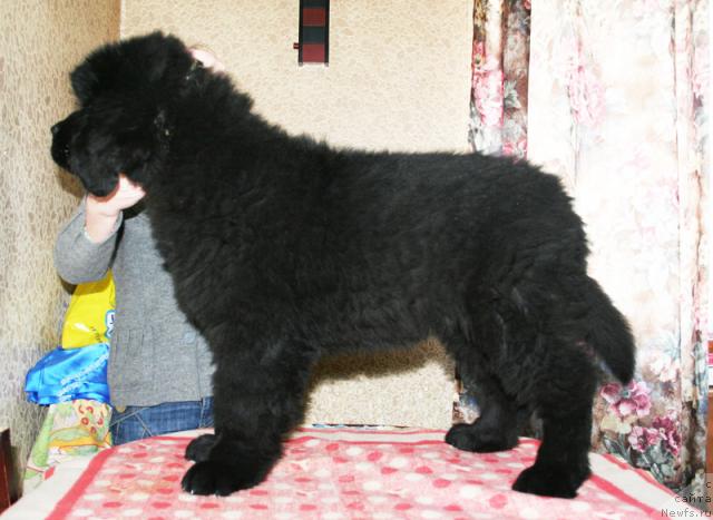 Фото: ньюфаундленд Beguschaya po Volnam Sun in My Hand (Бегущая по Волнам Сун ин Му Ханд)