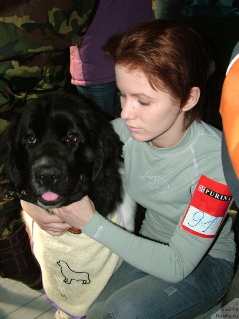 Фото: ньюфаундленд Piternyuf Prodigy (Питерньюф Продижи), Aleksandra Vesnina (Александра Веснина)