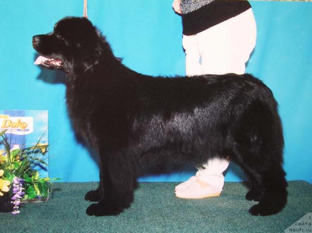 Фото: ньюфаундленд Reversia Danica iz Medvejyego Yara (Реверсия Даника из Медвежьего Яра)