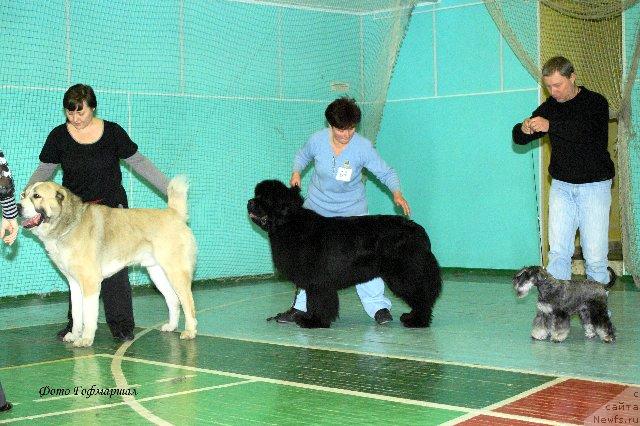 Фото: ньюфаундленд Dendi Denger iz Medvejyego Yara (Денди Денжер из Медвежьего Яра)