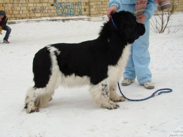 Фото: ньюфаундленд Kleopatra iz  Medvej'ego YAra (Клеопатра из  Медвежьего Яра)