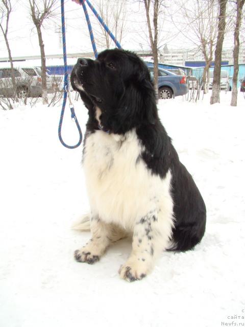 Фото: ньюфаундленд Kleopatra iz  Medvej'ego YAra (Клеопатра из  Медвежьего Яра)