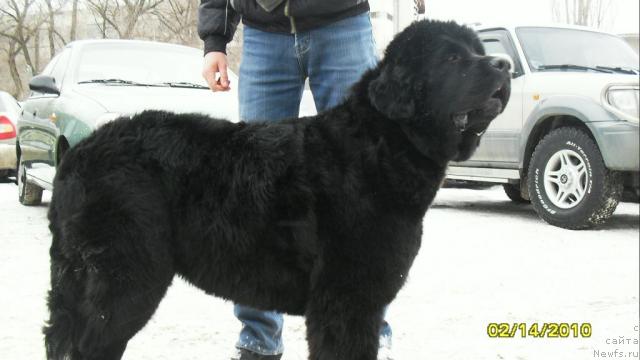 Фото: ньюфаундленд Roksana Ledi Sovershenstvo (Роксана Леди Совершенство)
