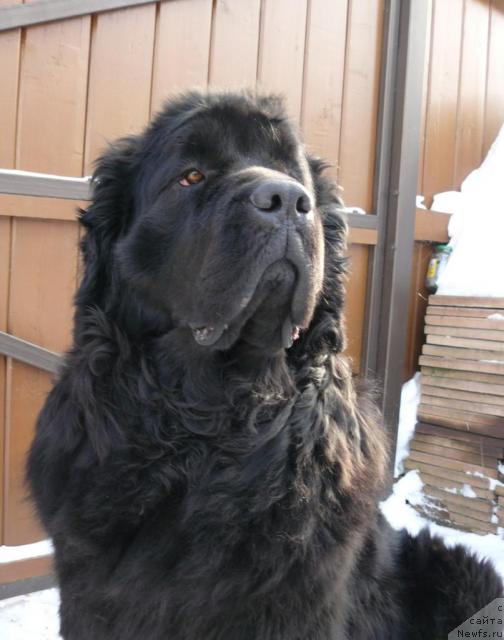 Фото: ньюфаундленд Berta (Берта)