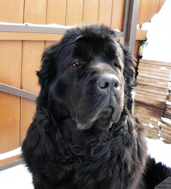 Фото: ньюфаундленд Berta (Берта)