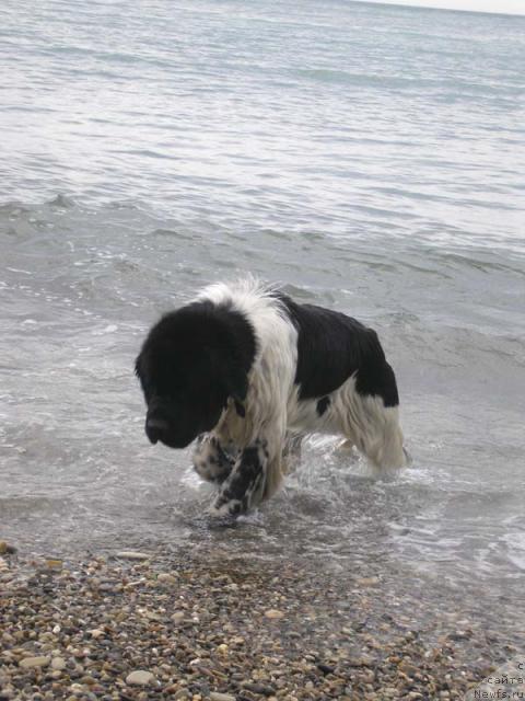 Фото: ньюфаундленд Super Bizon Argo (Супер Бизон Арго)