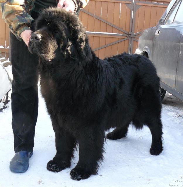 Фото: ньюфаундленд Berta (Берта)