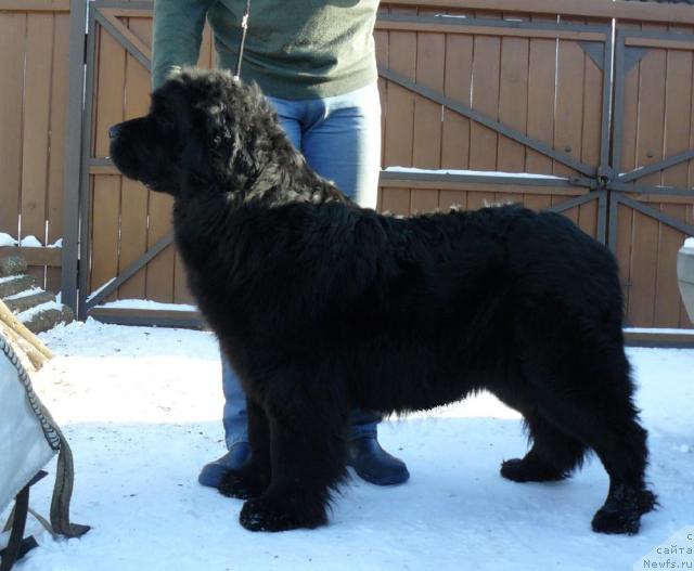 Фото: ньюфаундленд Berta (Берта)