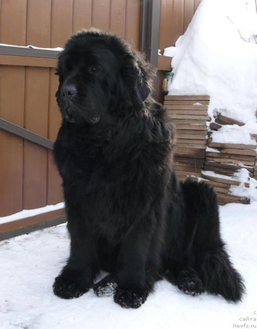 Фото: ньюфаундленд Berta (Берта)