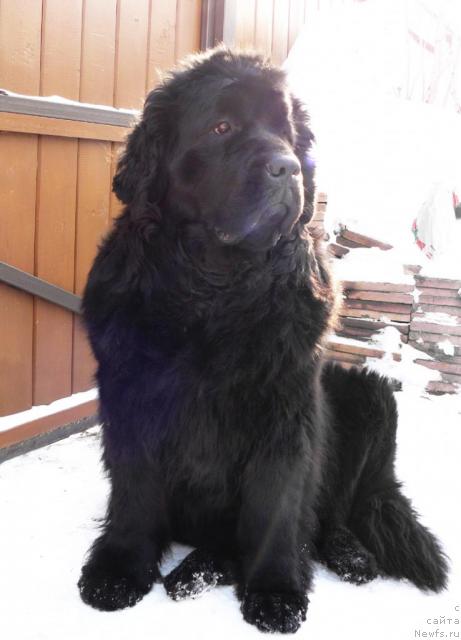 Фото: ньюфаундленд Berta (Берта)