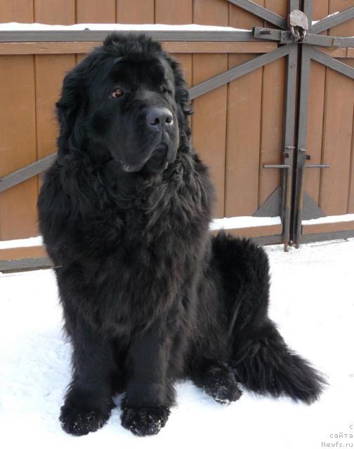 Фото: ньюфаундленд Berta (Берта)