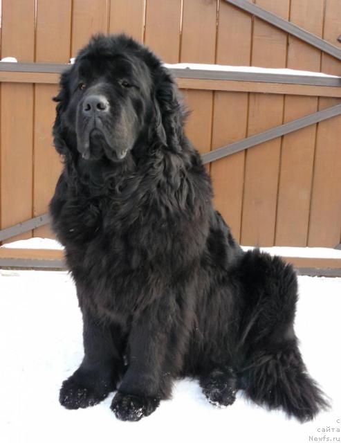 Фото: ньюфаундленд Berta (Берта)