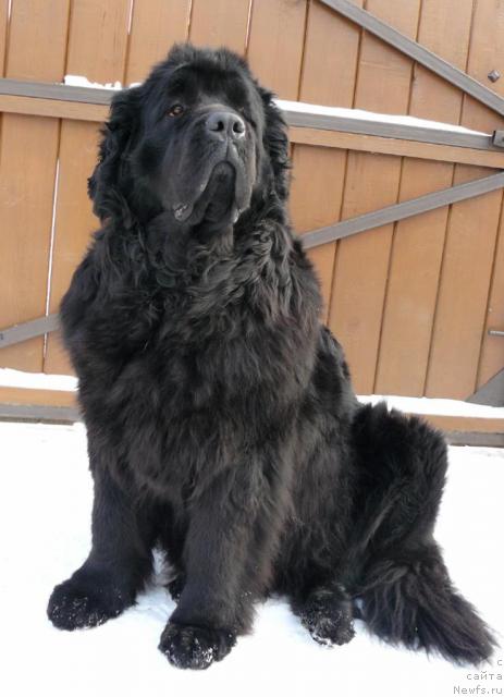 Фото: ньюфаундленд Berta (Берта)