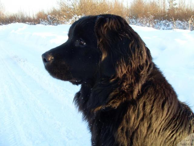 Фото: ньюфаундленд Atlantika Vindz Rouz (Атлантика Виндз Роуз)