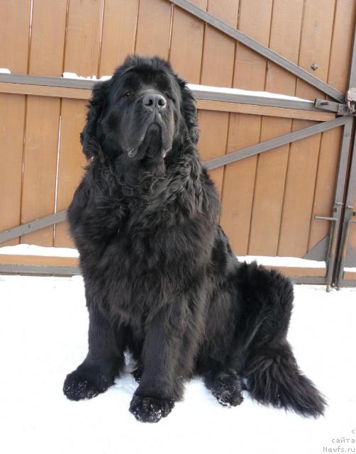 Фото: ньюфаундленд Berta (Берта)
