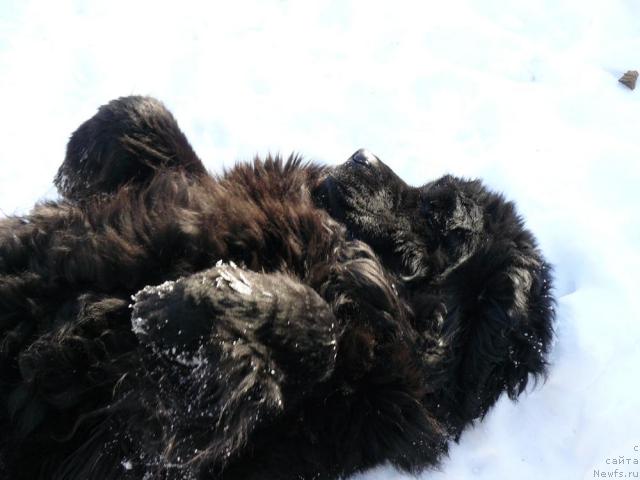 Фото: ньюфаундленд Berta (Берта)