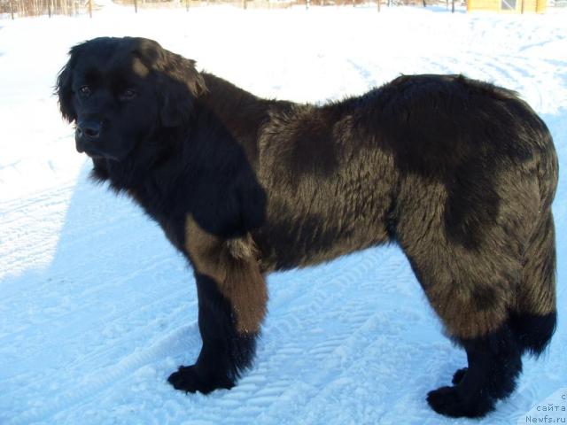 Фото: ньюфаундленд Atlantika Vindz Rouz (Атлантика Виндз Роуз)