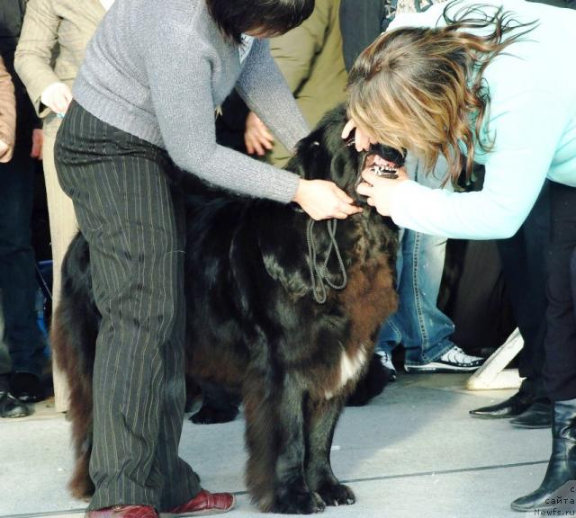 Фотография № 38114