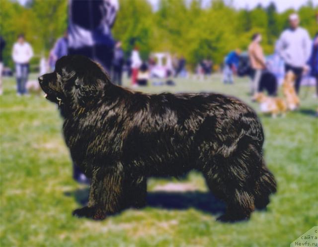 Фото: ньюфаундленд Kariboo vom Trieberg