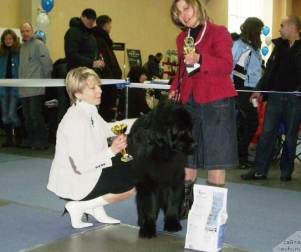 Фото: ньюфаундленд Ayvengo Viva Jeniz (Айвенго Вива Дженис)